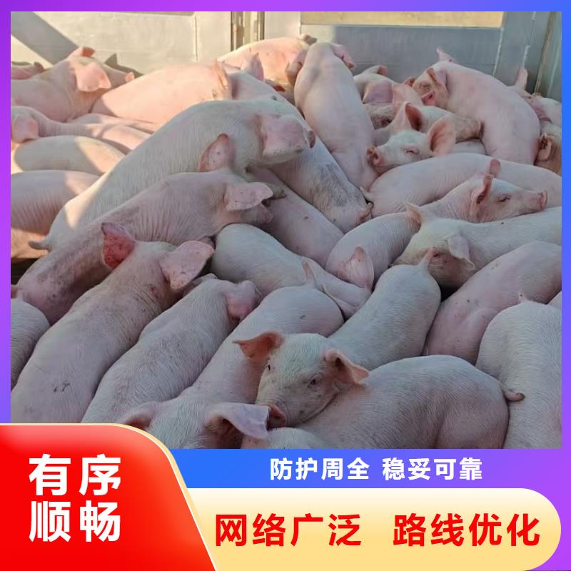 ​亳州到衡阳空调车运输托运活体护送