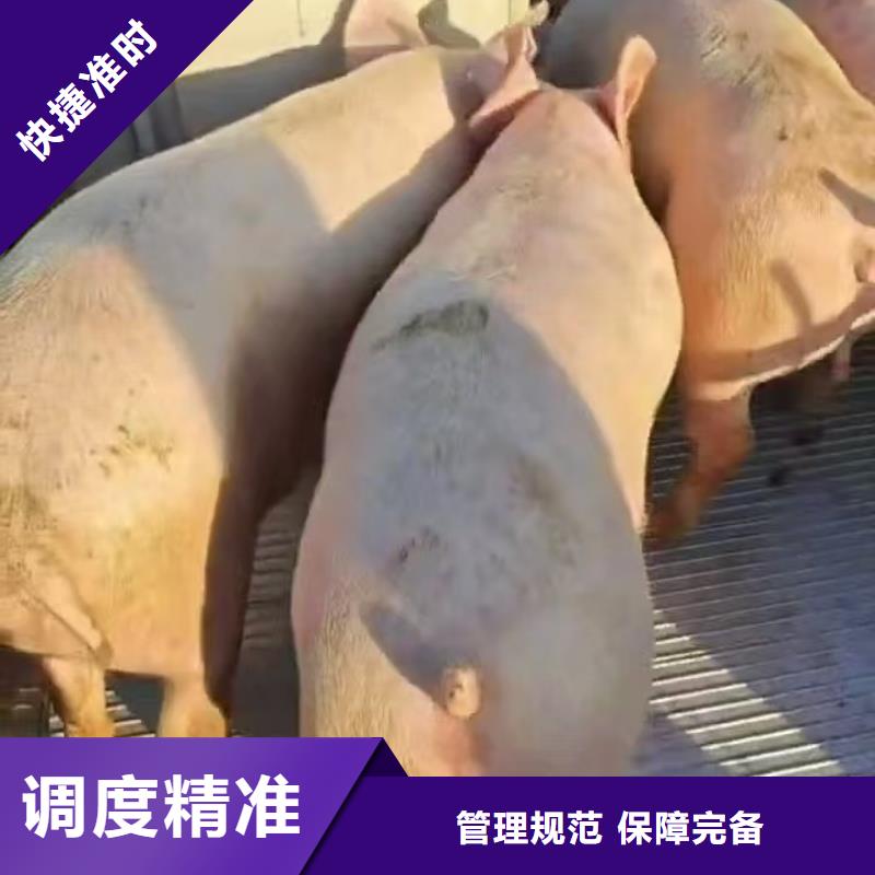 ​淮安到衡阳种猪恒温车运输信誉卓著