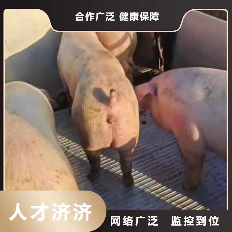 菏泽到昭通种猪恒温车运输舒适自在