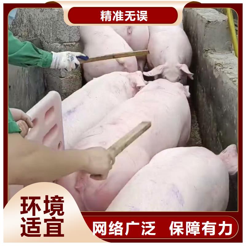 阜阳到汕头二育运输托运检疫齐全