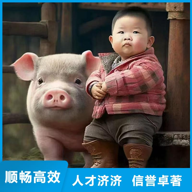 杭州到齐齐哈尔生猪物流【活体专运】?