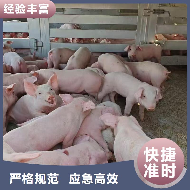 ​黄山到衡阳生猪物流细致入微