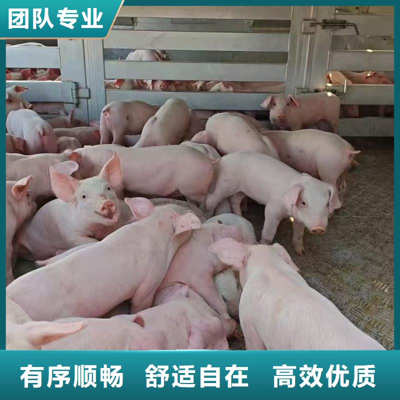 扬州到汕头生猪物流活体直达