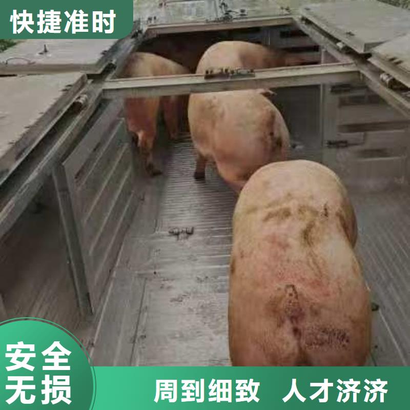 徐州到金昌生猪运输饮水保障