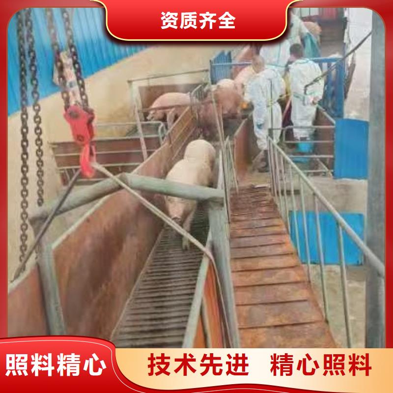 东营到吕梁畜禽运输品牌知名