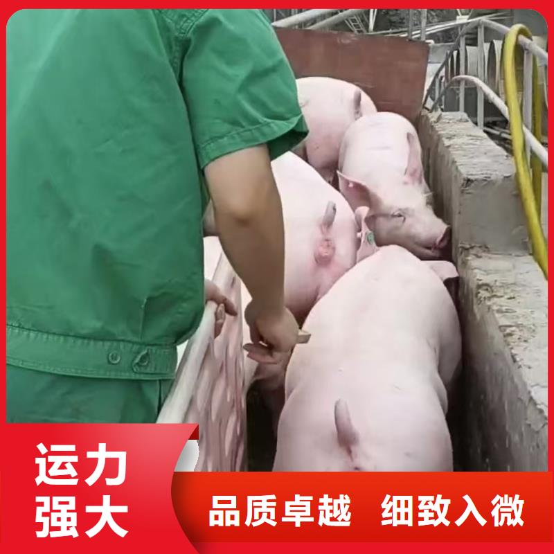 盐城到陇南种猪农牧物流保障有力