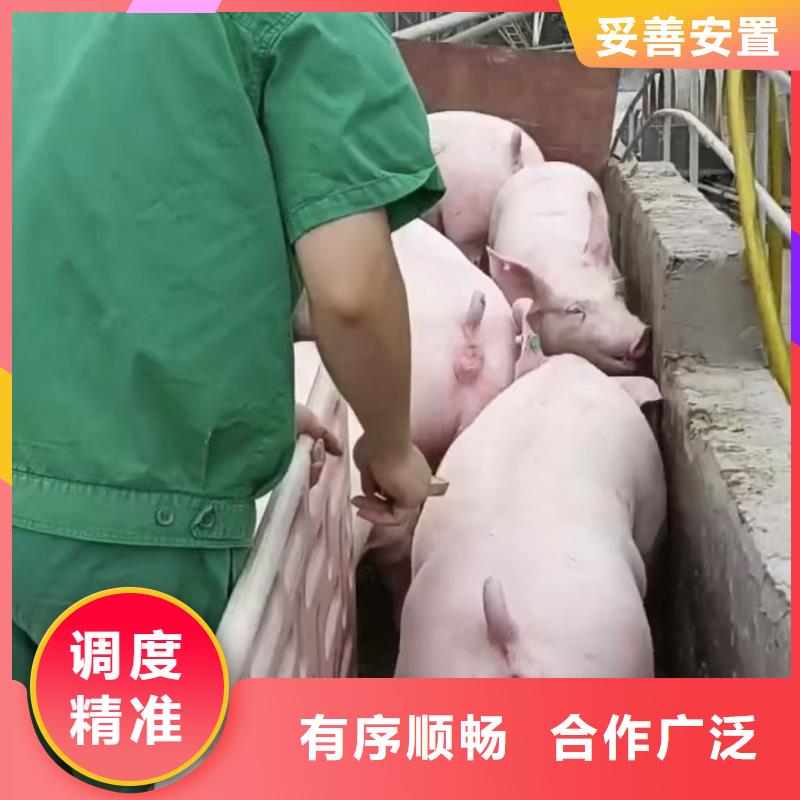 泰州至金昌猪笼车运输【专业笼具】