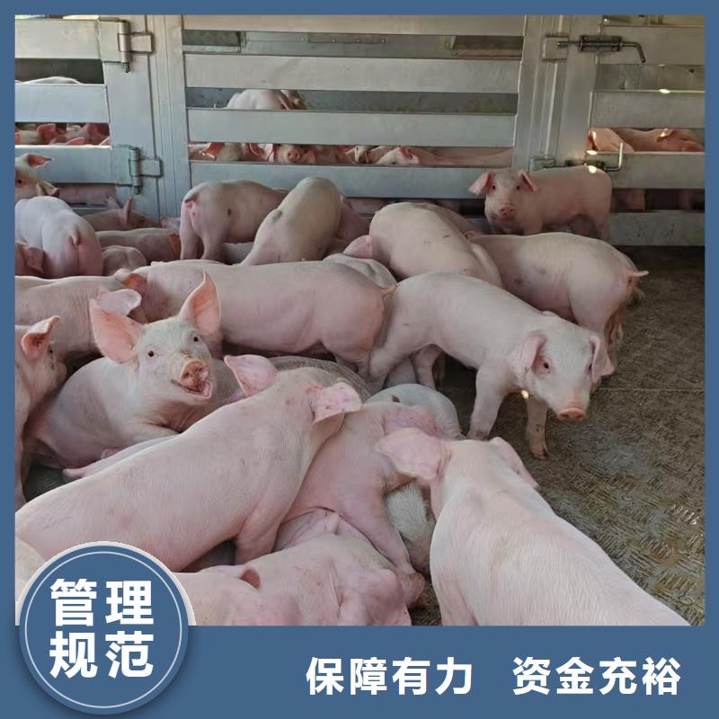 湖州到天津羊运输合规经营