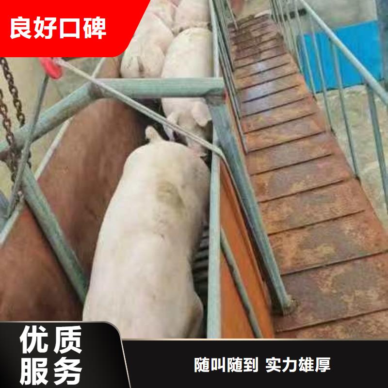 宿迁沭阳到东营农牧运输-专用车检疫合格