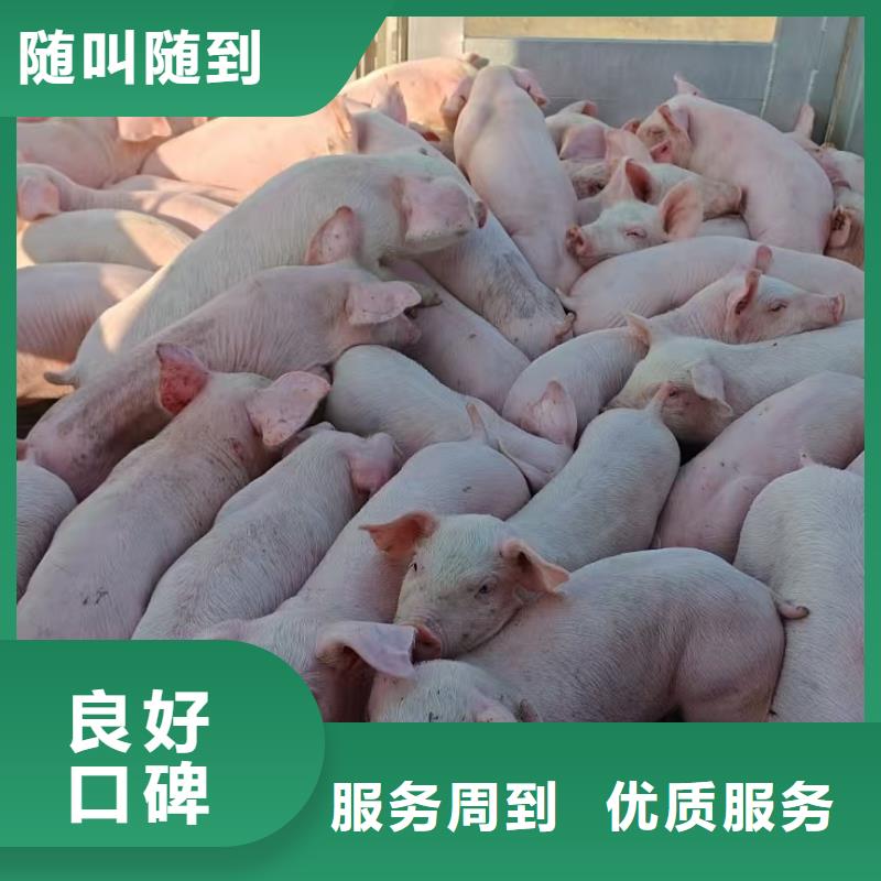 漯河到淄博二育运输恒温车正规团队