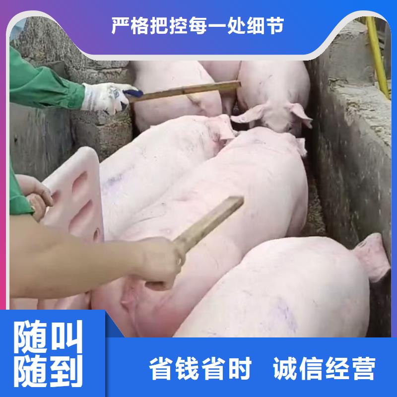 宿迁到德阳羊运输专用车专人负责