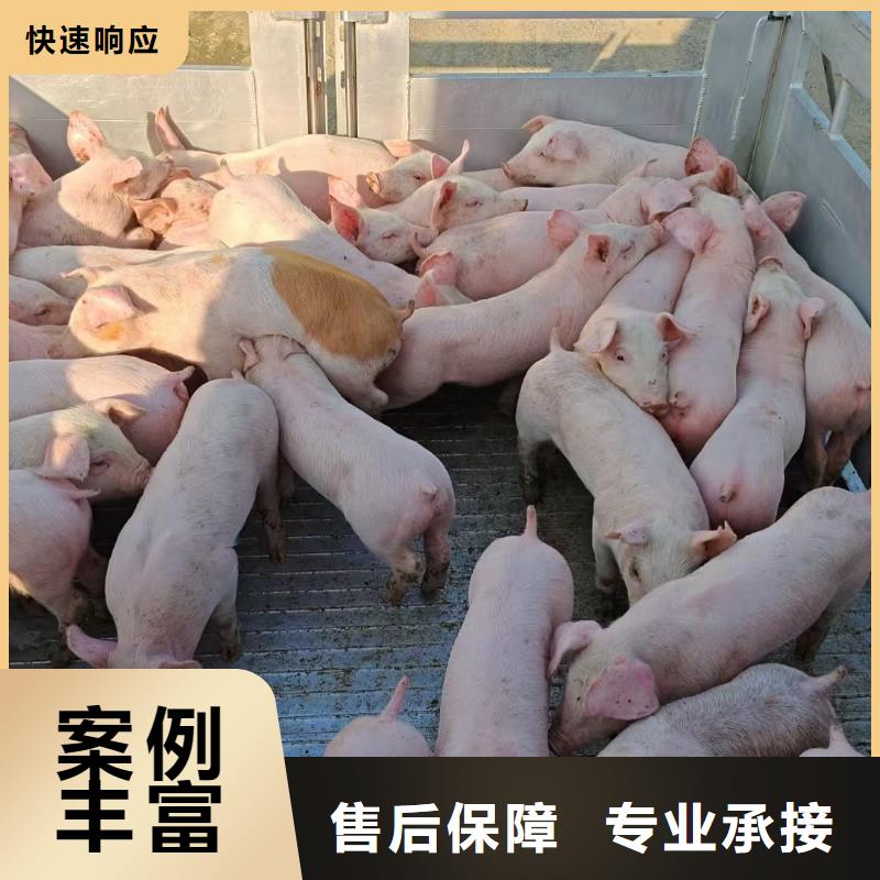 无锡到宣城猪笼车运输-空调车正规团队