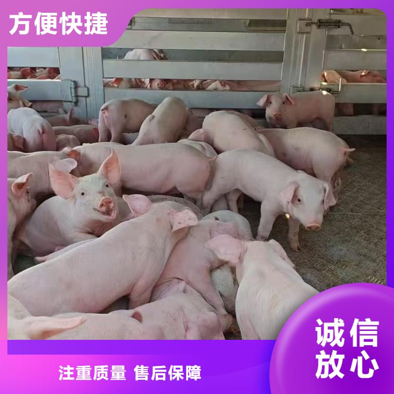 泗阳县至山东活禽物流品牌知名