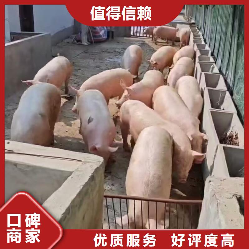 淄博到东营猪牛羊运输恒温车