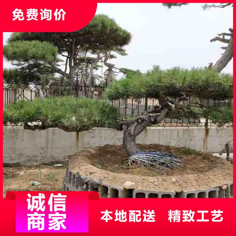 保亭县发货及时的泰山迎客松基地优良材质