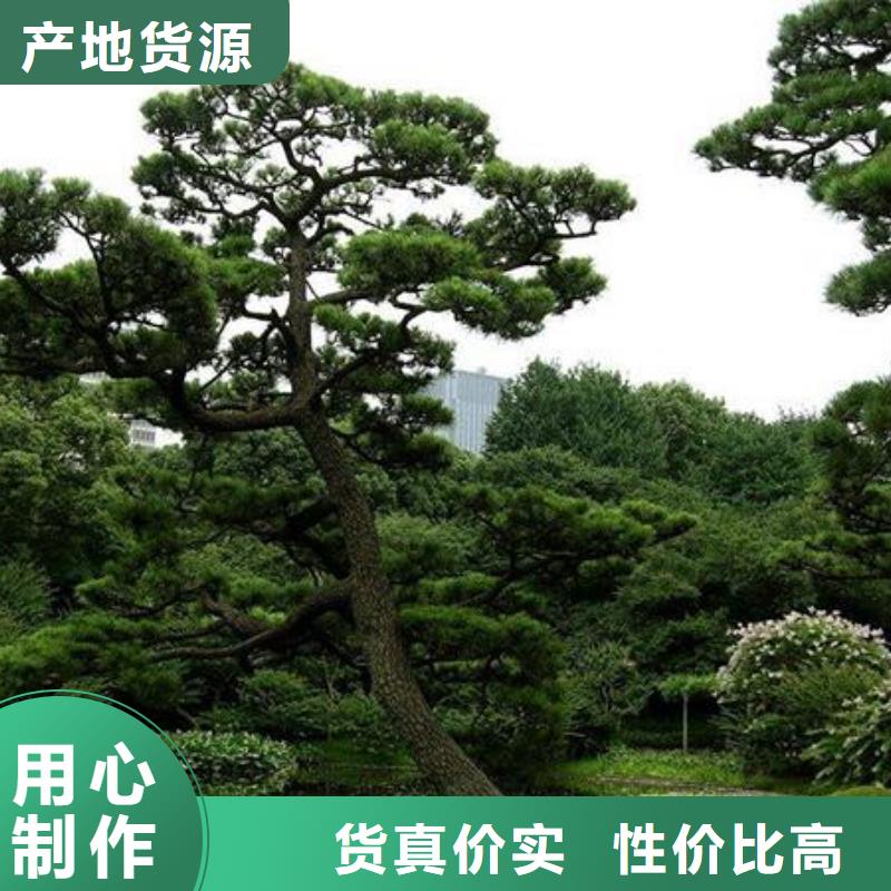 现货供应泰山风景松_诚信厂家附近生产商