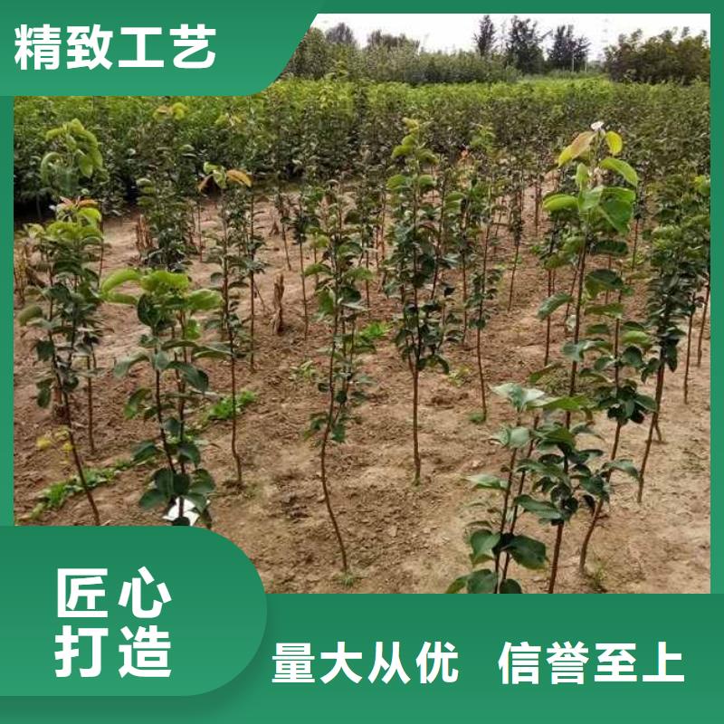 秋月梨苗种植方法及时间附近货源