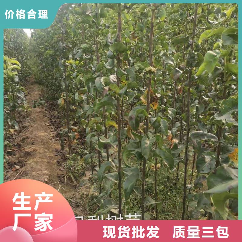 秋月梨苗一亩地种植利润优质材料厂家直销