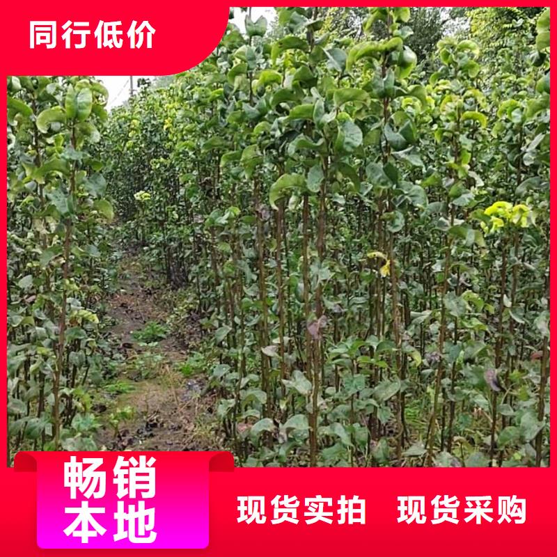 秋月梨种植苗什么品种好当地经销商