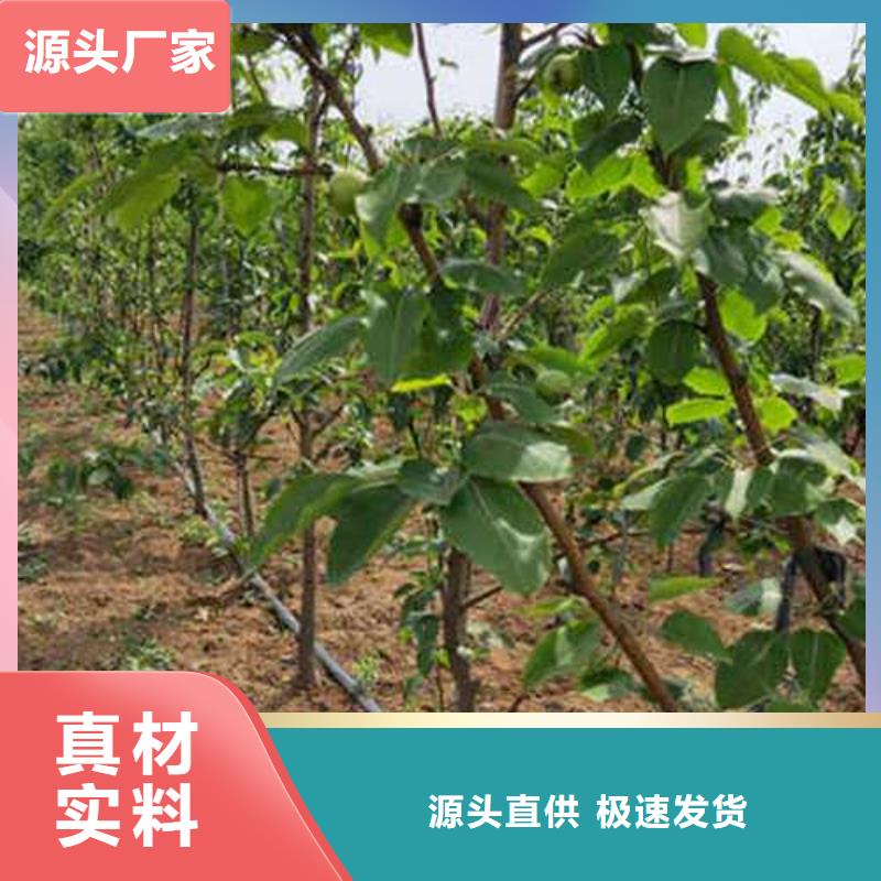 杜梨小苗种植方法海量货源