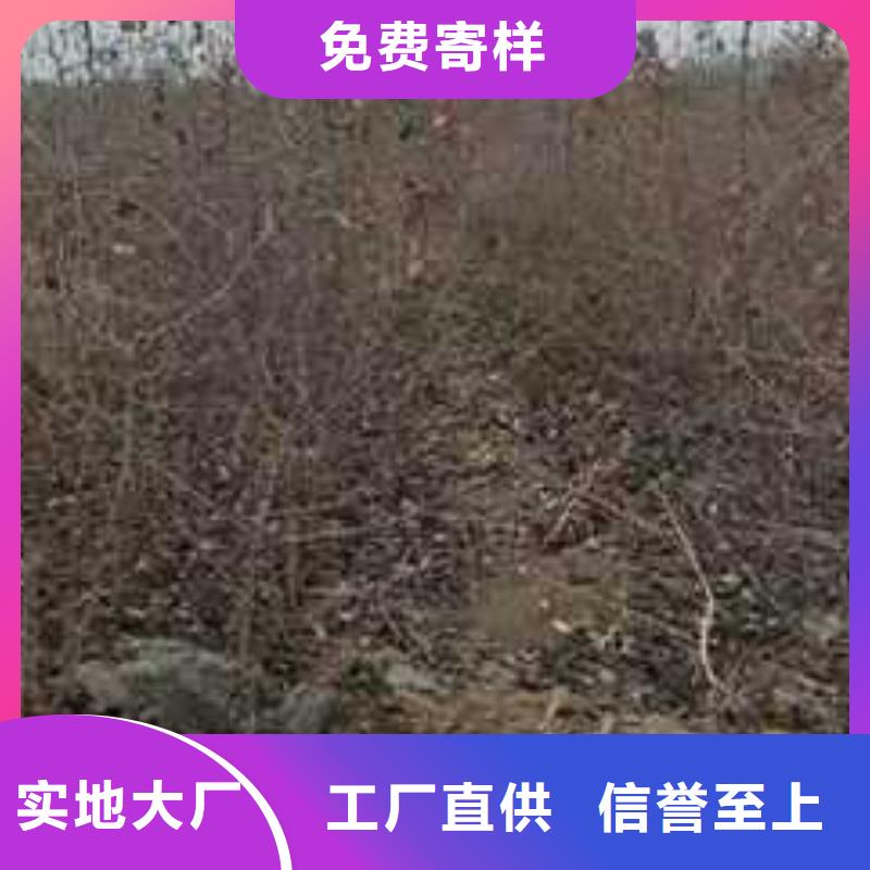 杜梨小苗品种大全可放心采购