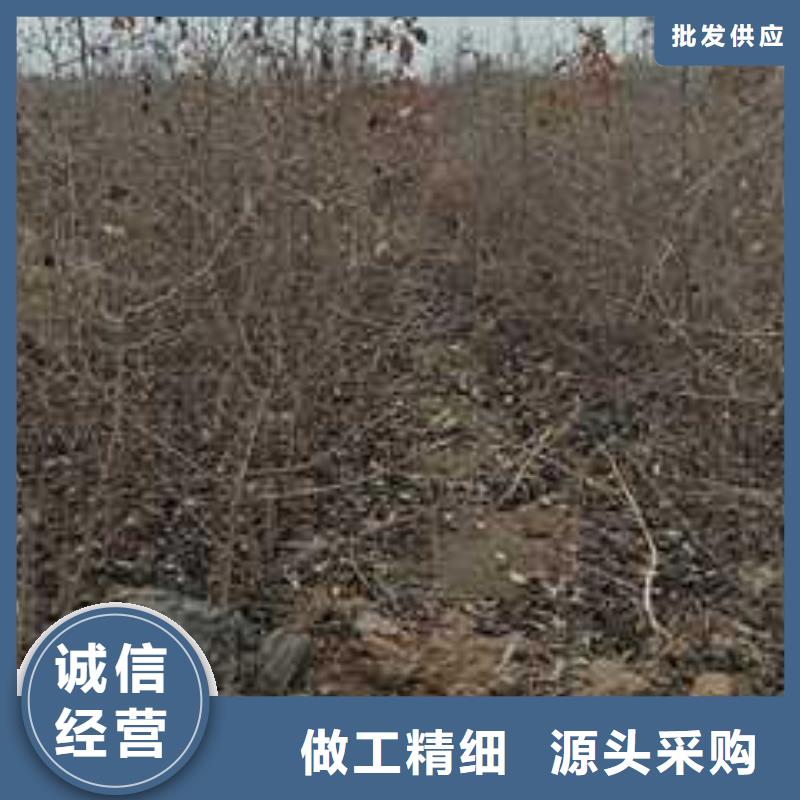 杜梨小苗管理方式同城服务商