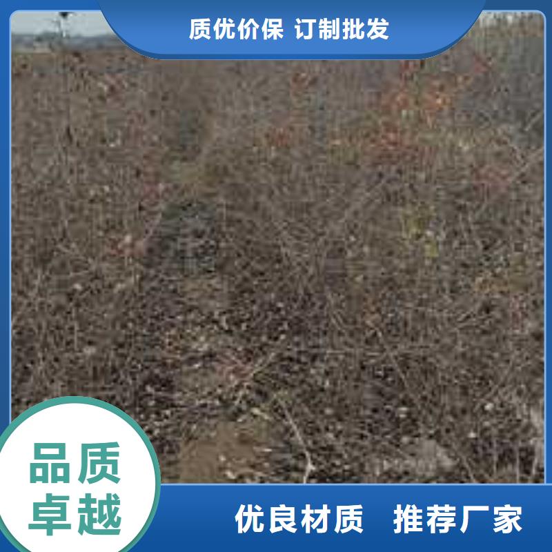 杜梨小苗生产基地随心所欲定制