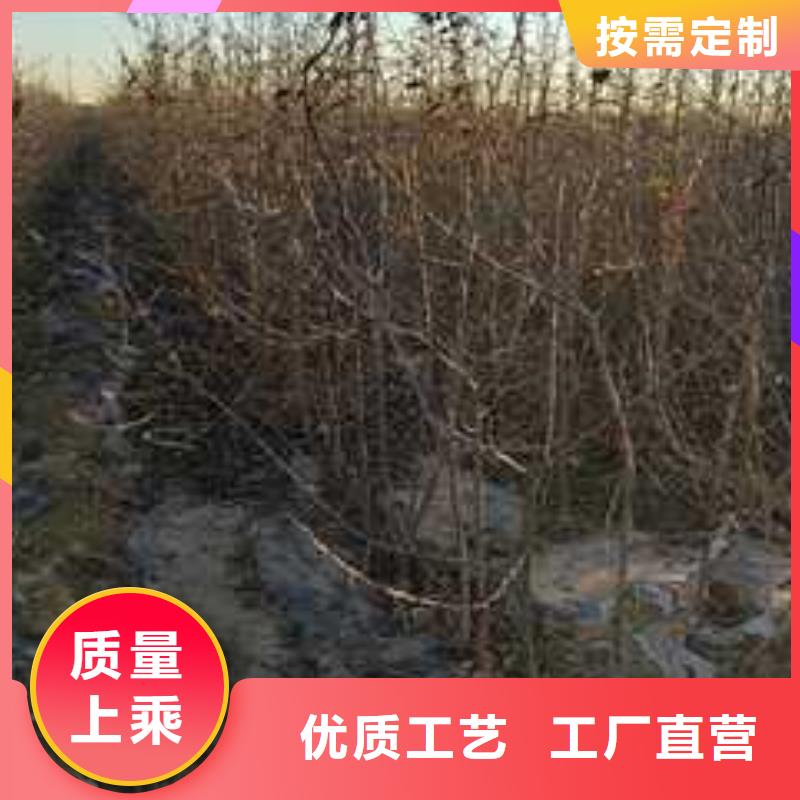 【杜梨】黄冠梨树苗匠心品质本地厂家