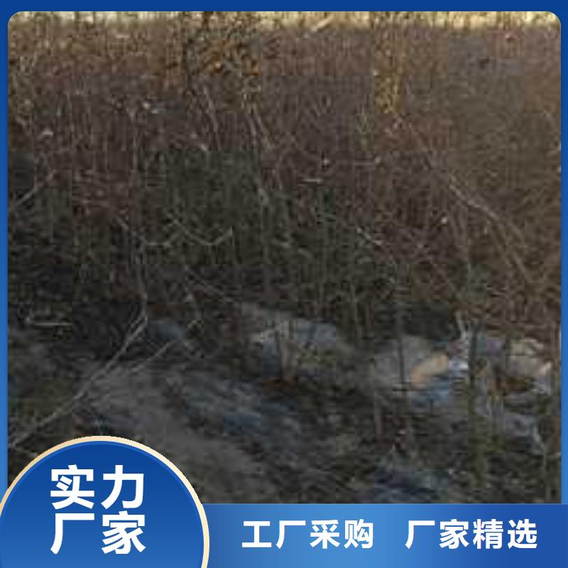 杜梨树苗苗木基地发货迅速