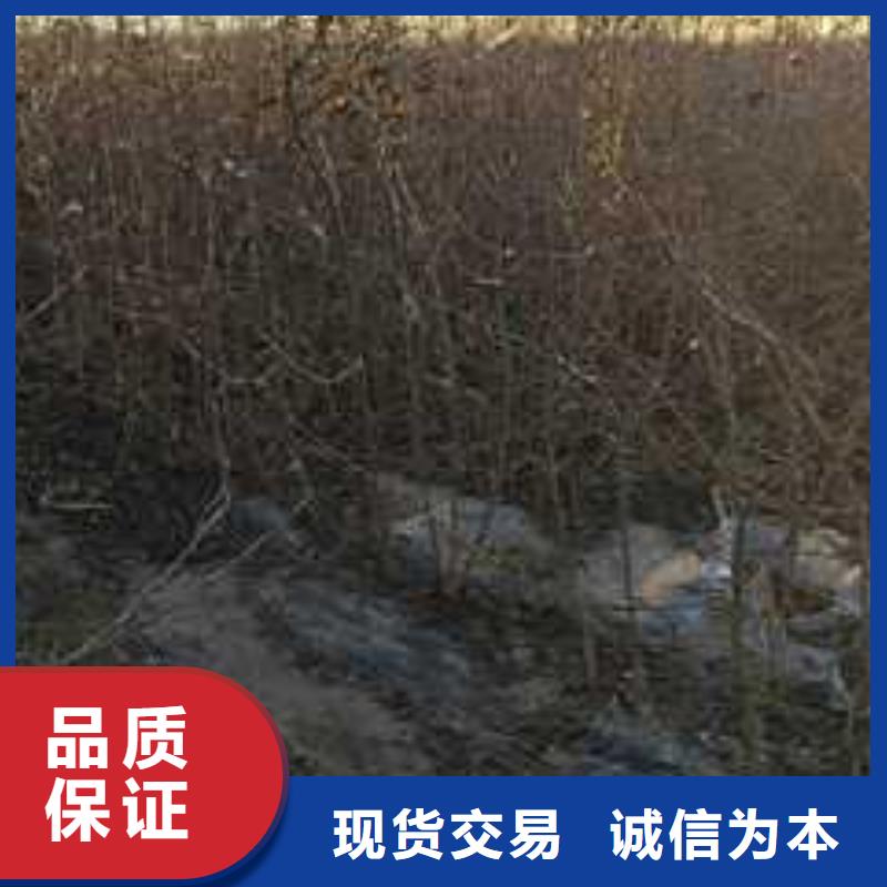 杜梨树苗苗圃基地源头厂家经验丰富