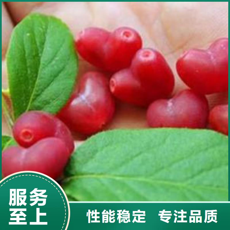 杈杷果,3公分软籽石榴苗专业生产制造厂辖区内制造商