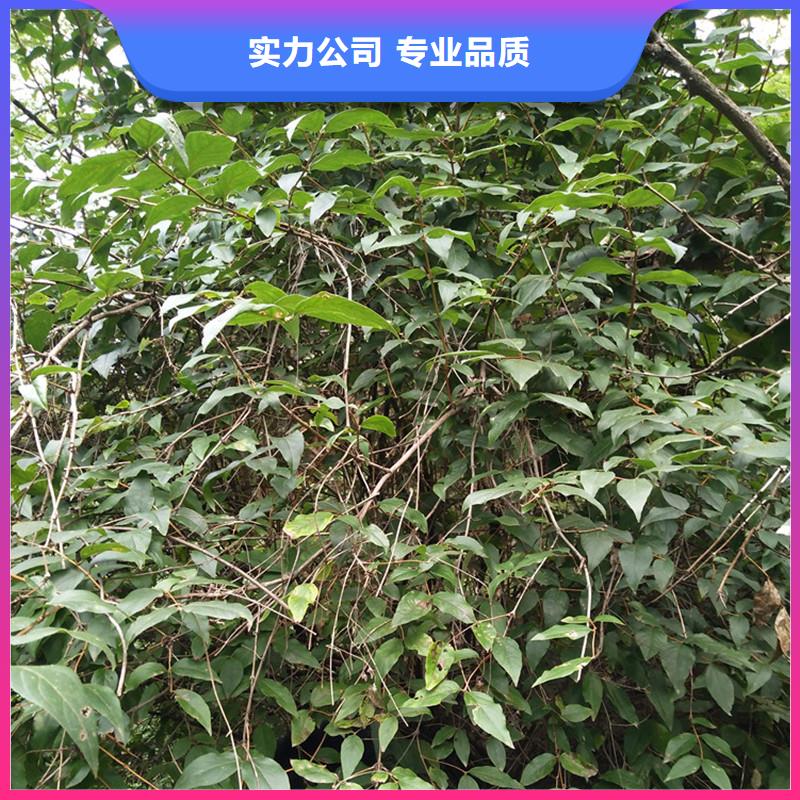 杈杷果种植基地有口皆碑