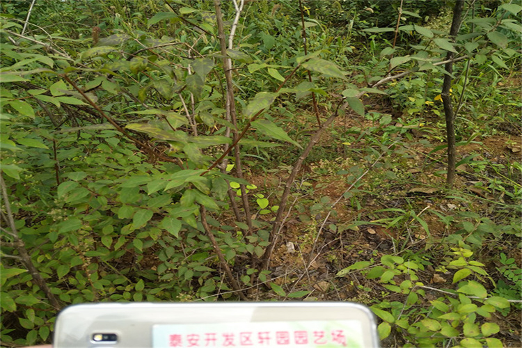 杈杷果苗种植基地真材实料加工定制