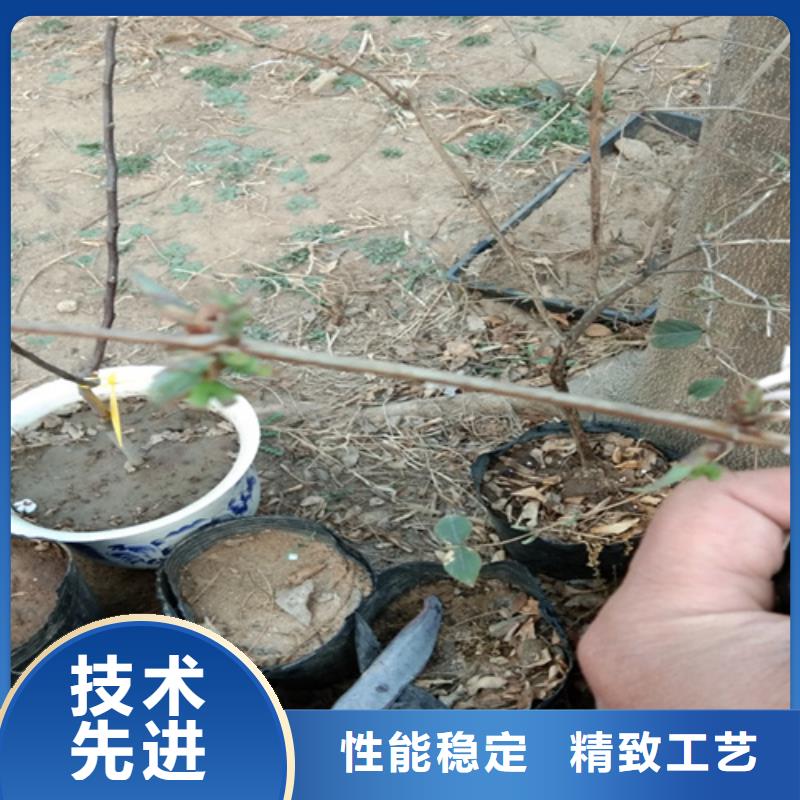 鸳鸯果苗种植技术厂家质量过硬