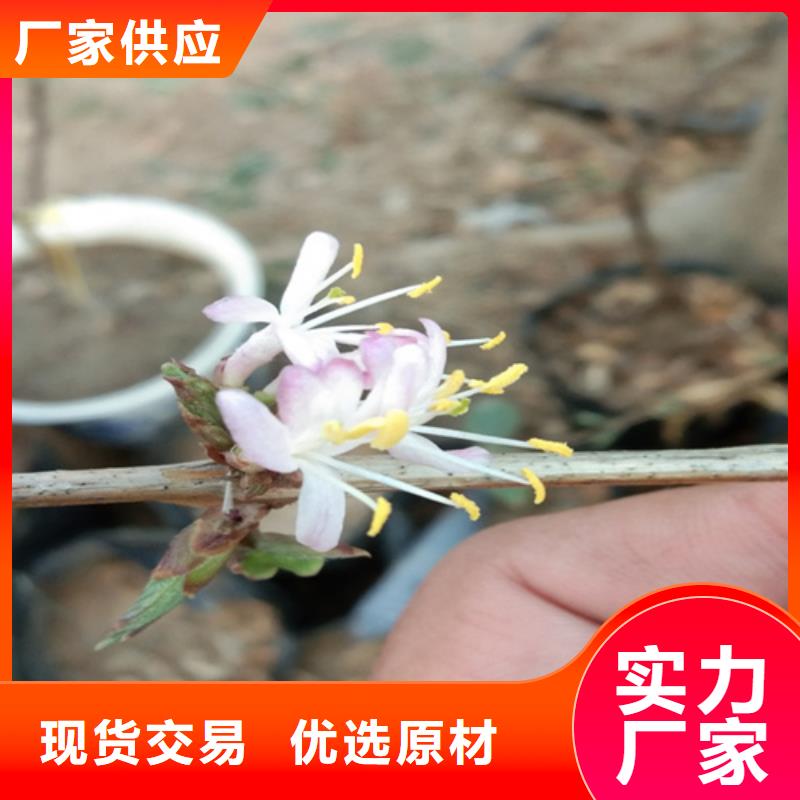 爱情果苗价格款式多样
