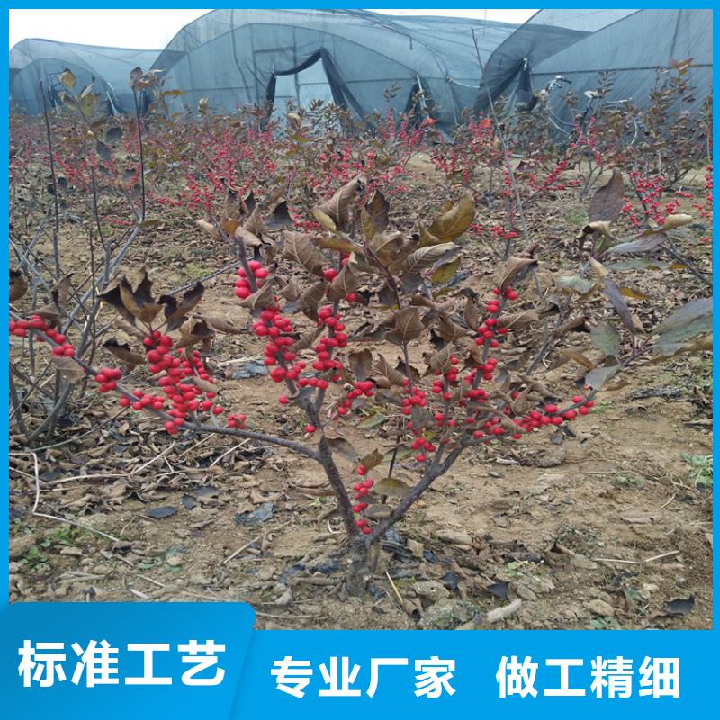 濮阳北美冬青猕猴桃苗一站式供应厂家