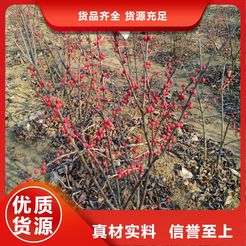 三亚北美冬青杏树苗批发货源