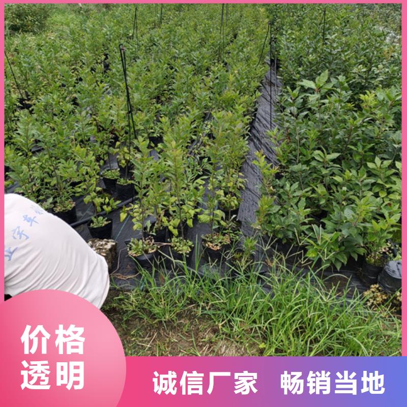 【焦作北美冬青_樱桃苗规格齐全】