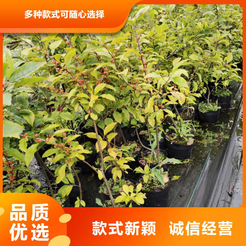 南阳 北美冬青款式多样