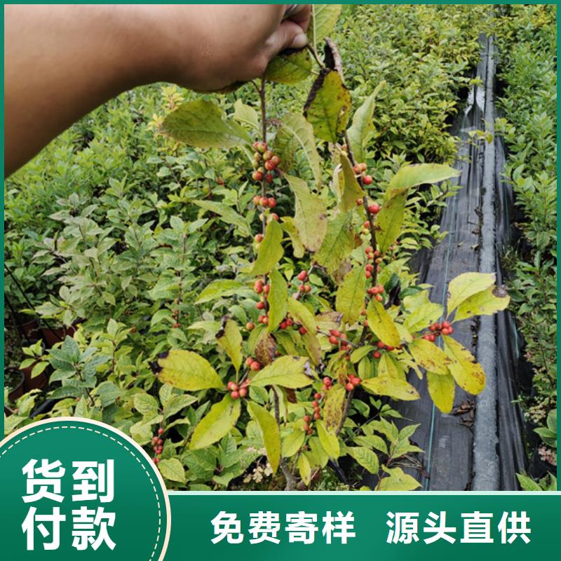 邢台北美冬青杏树苗诚信经营