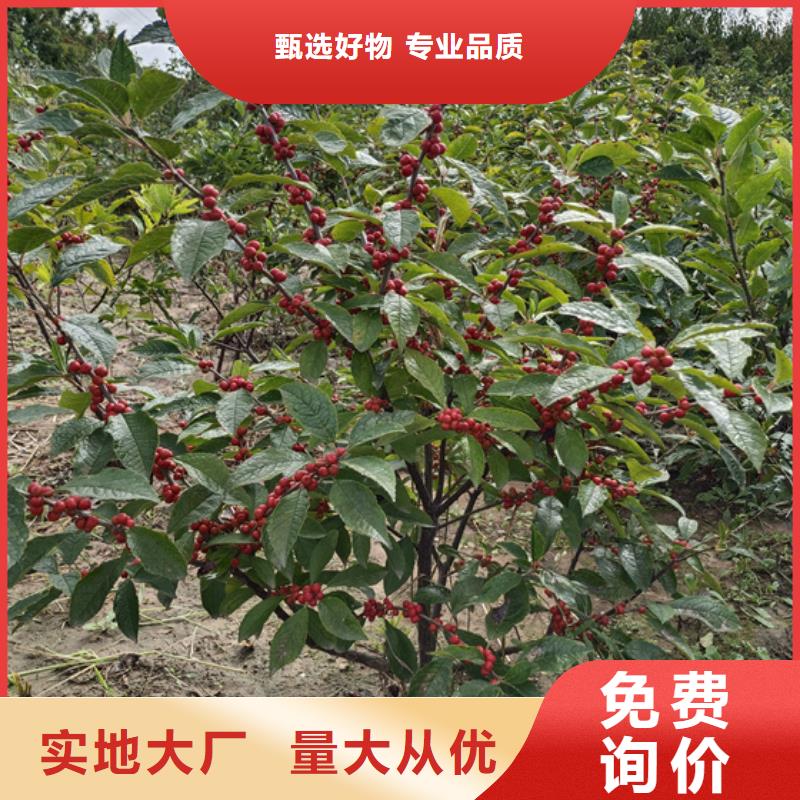 十堰【北美冬青】,苹果苗源头厂家来图定制