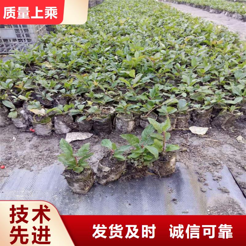 保定北美冬青-板栗苗现货直发