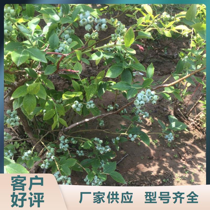 结果蓝莓树基地直销诚信经营现货现发