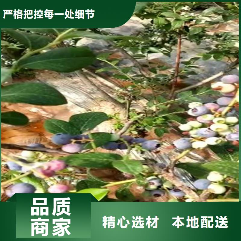 结果蓝莓树适合种植地区淮安