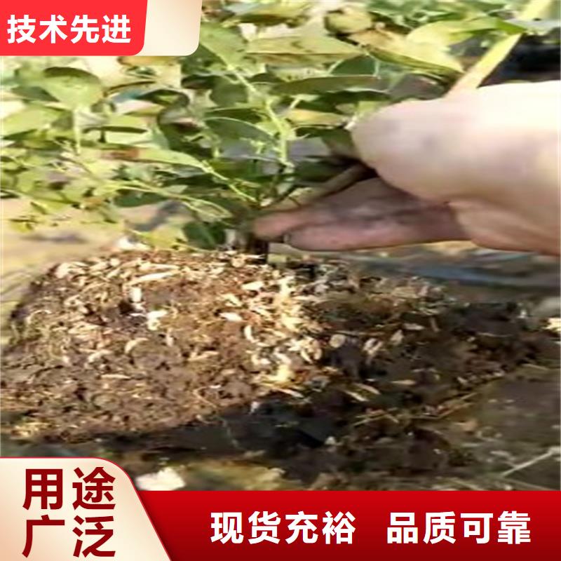 结果蓝莓树育苗基地本地经销商