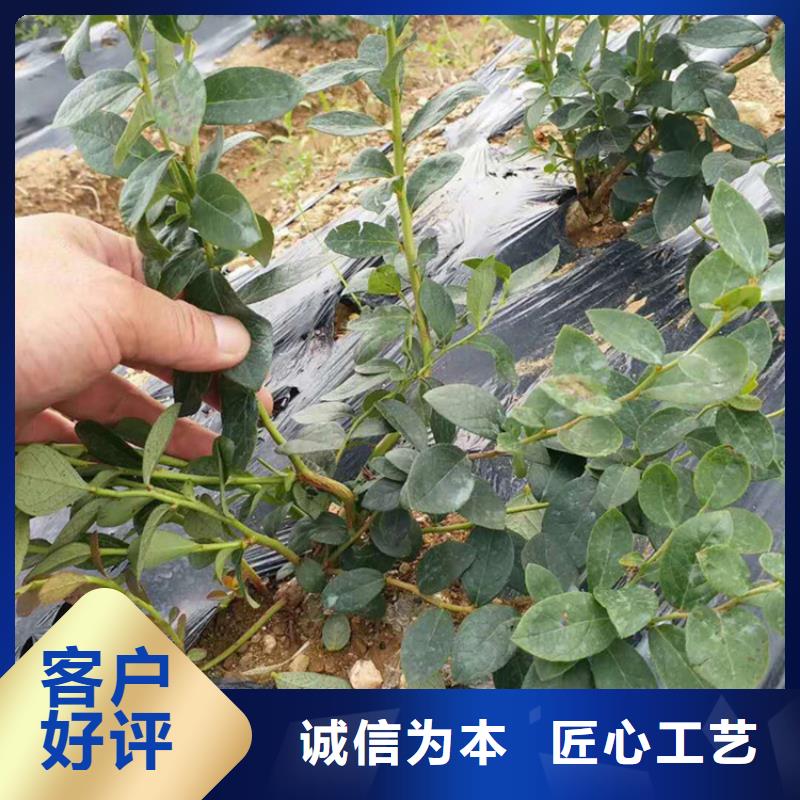 蓝莓苗【石榴苗】注重细节质量优价格低