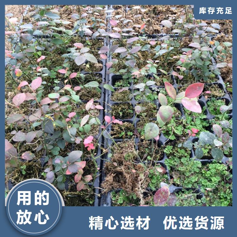 杜克蓝莓苗经济效益追求细节品质