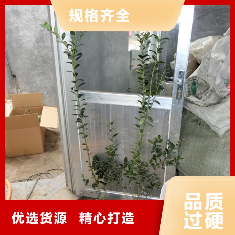 崇左蓝莓苗,【樱桃苗】现货交易