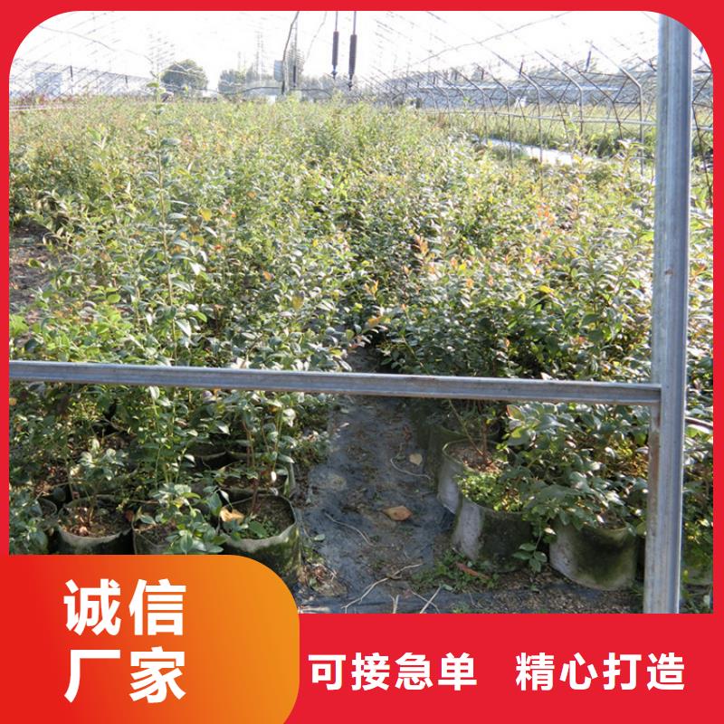 蓝莓苗-苹果苗真材实料价格实惠