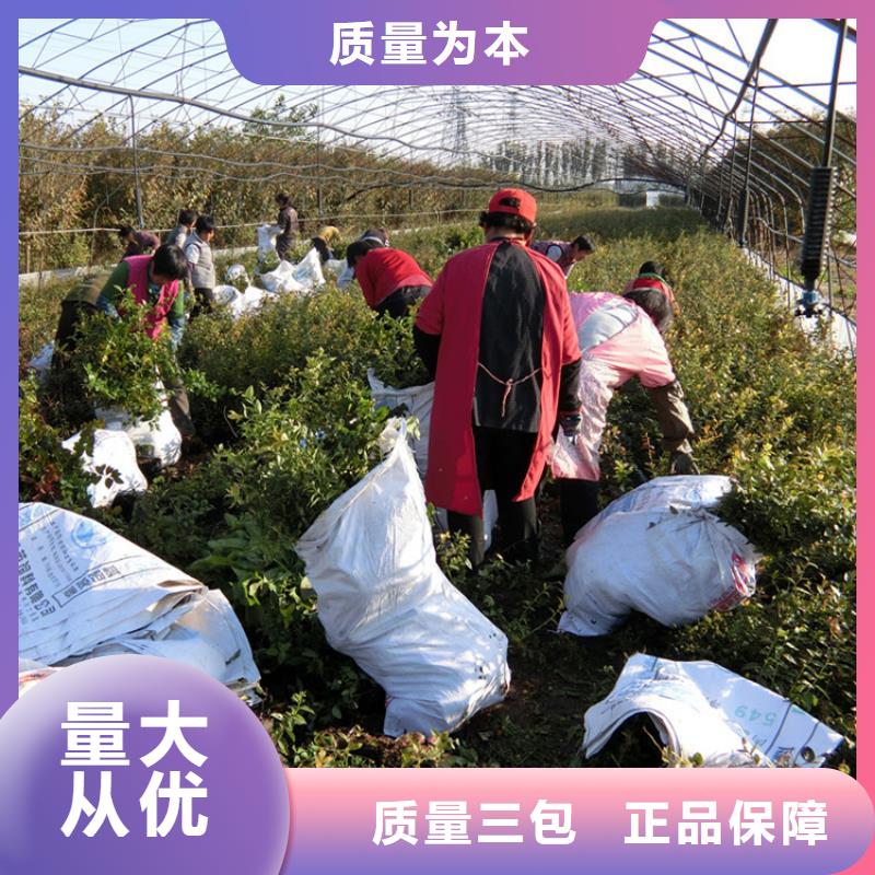 结果蓝莓树种植管理技术源厂直接供货